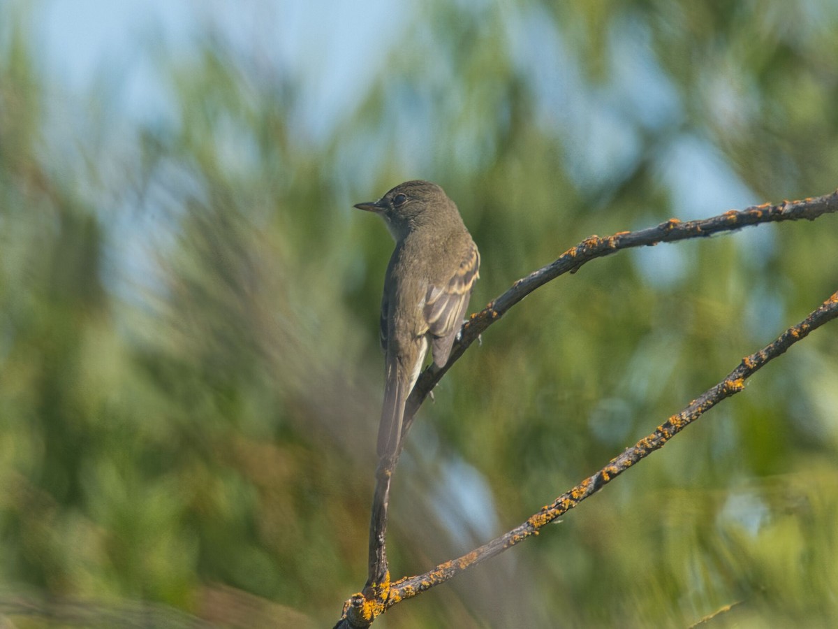 Willow Flycatcher - ML641199212