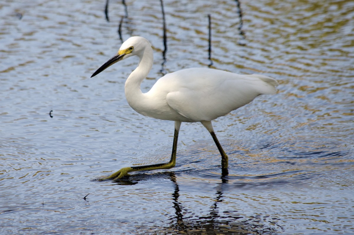 Snowy Egret - ML641199214