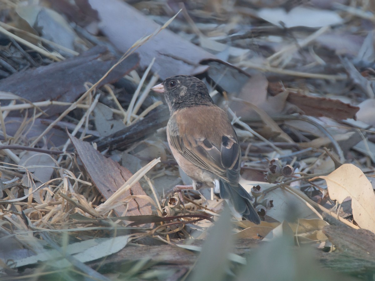 Dark-eyed Junco - ML641199221