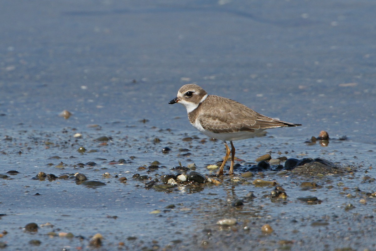 Semipalmated Plover - ML641199239