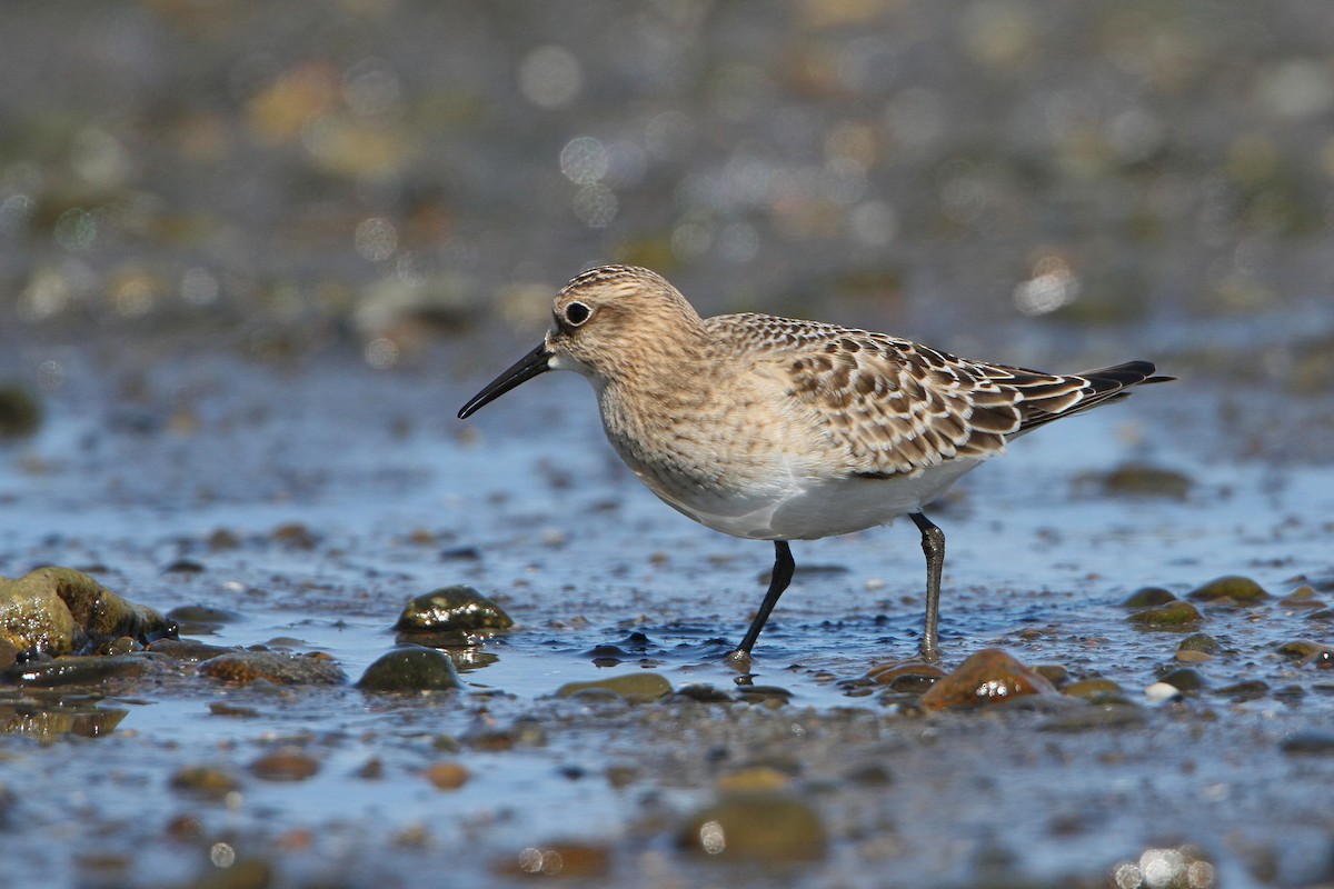 Baird's Sandpiper - ML641199250