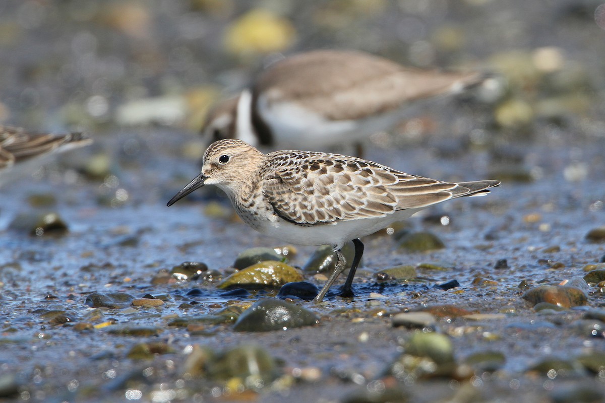 Baird's Sandpiper - ML641199252