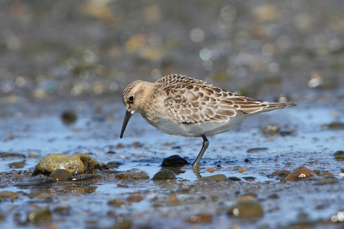 Baird's Sandpiper - ML641199253