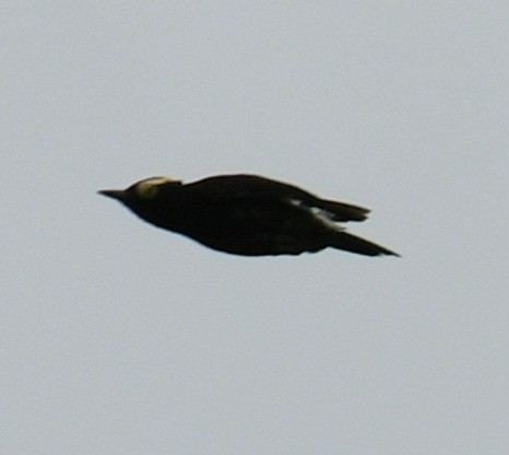 Yellow-tufted Woodpecker - ML641199260