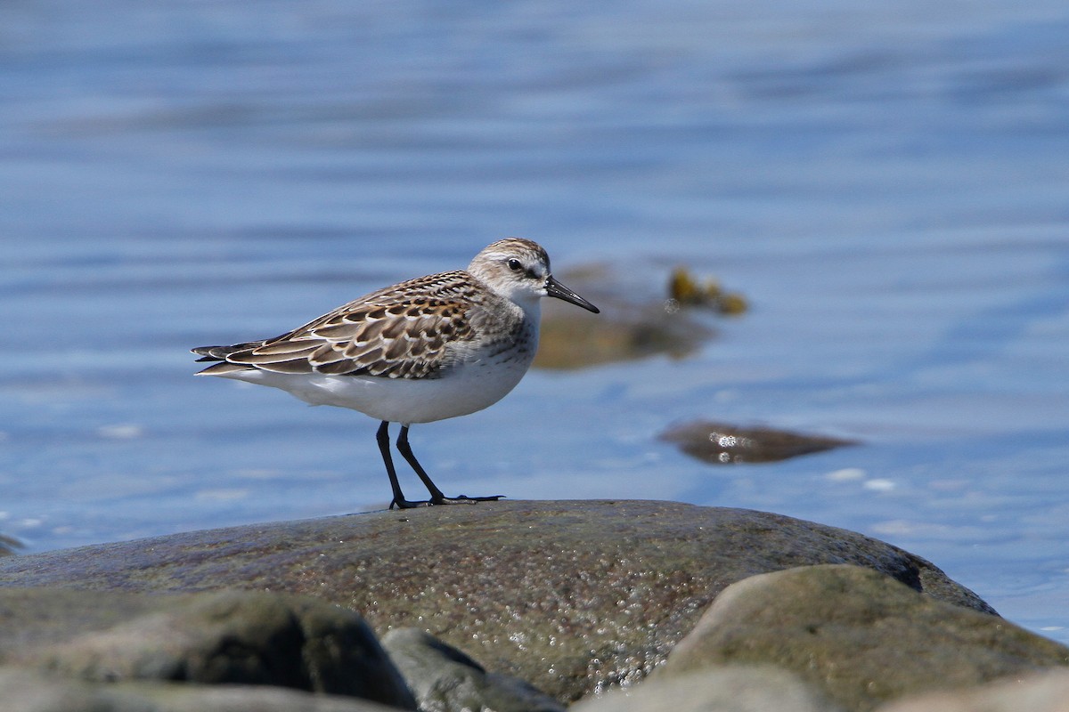 Semipalmated Sandpiper - ML641199270