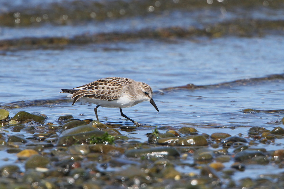 Semipalmated Sandpiper - ML641199271