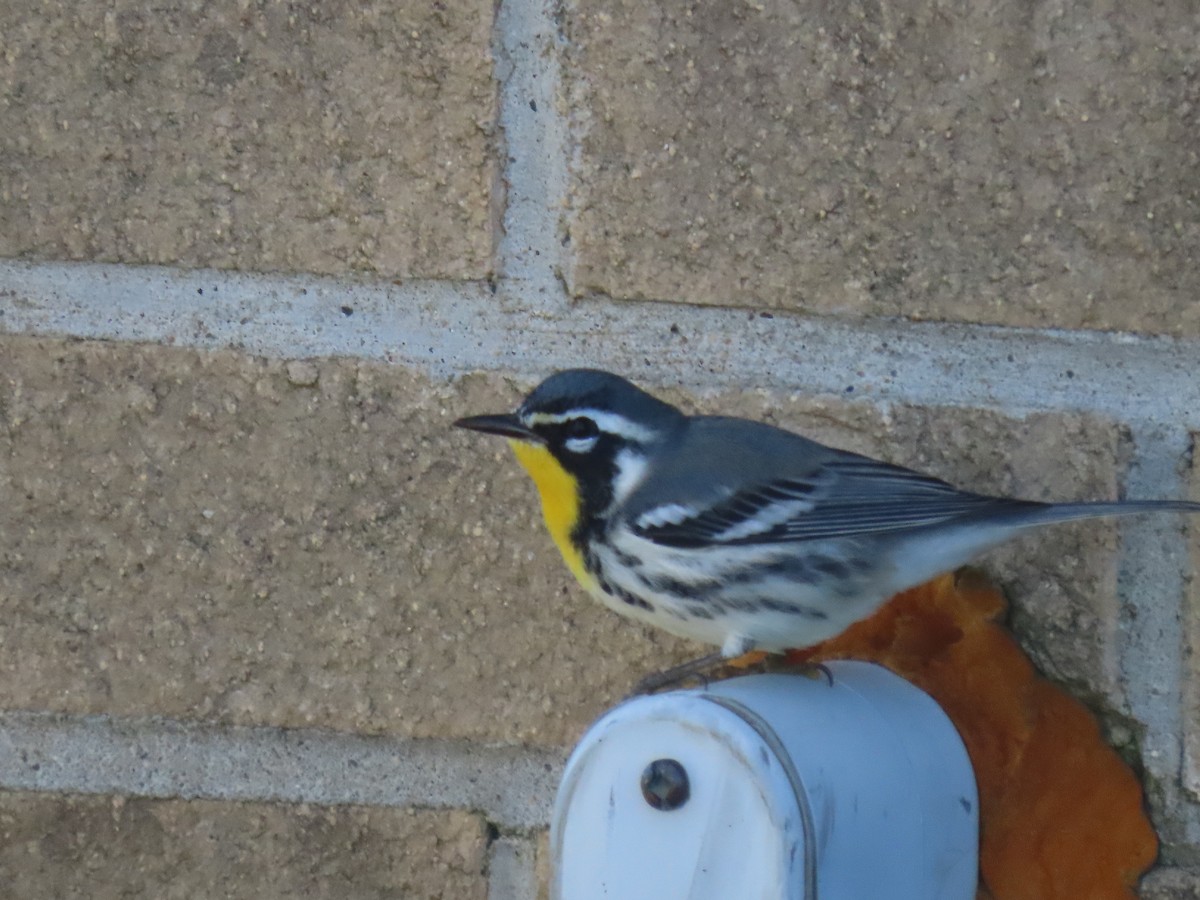 lesňáček zlatohrdlý - ML641199274