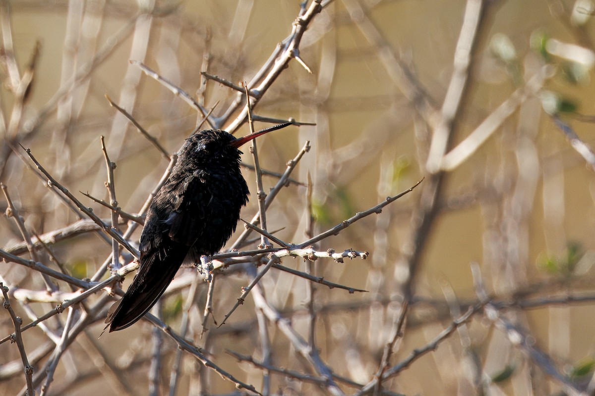 Broad-billed Hummingbird - ML641199283
