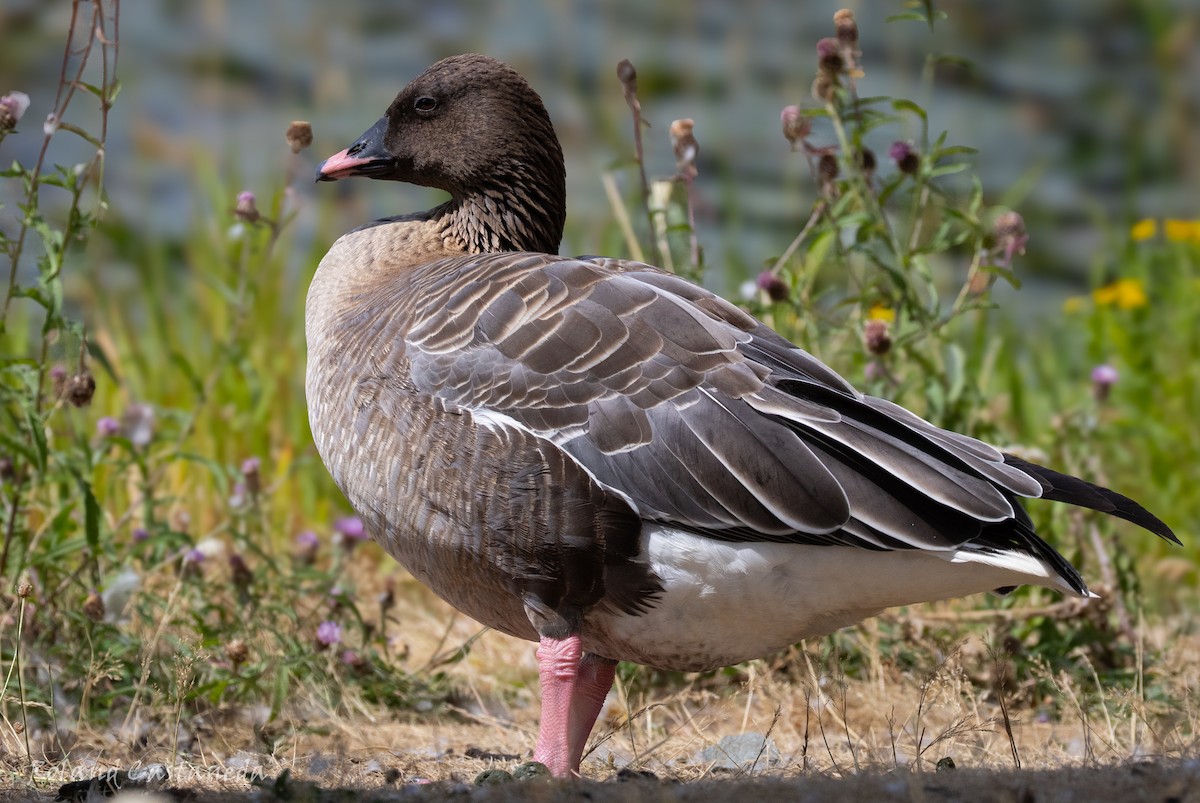 Pink-footed Goose - ML641199316