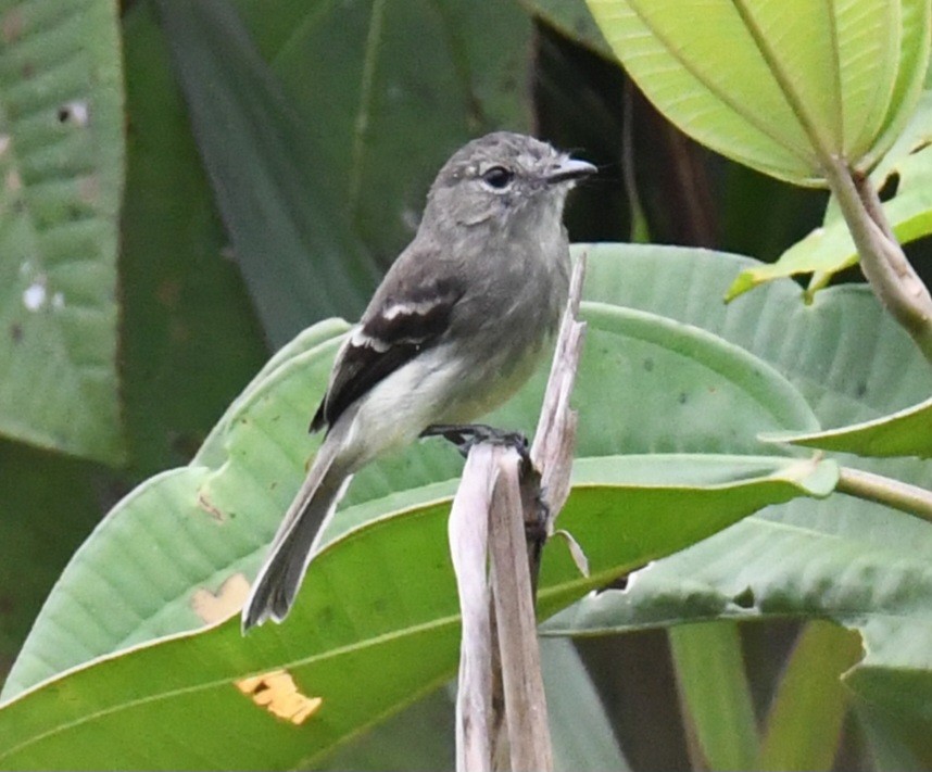 Olive-chested Flycatcher - ML641199326