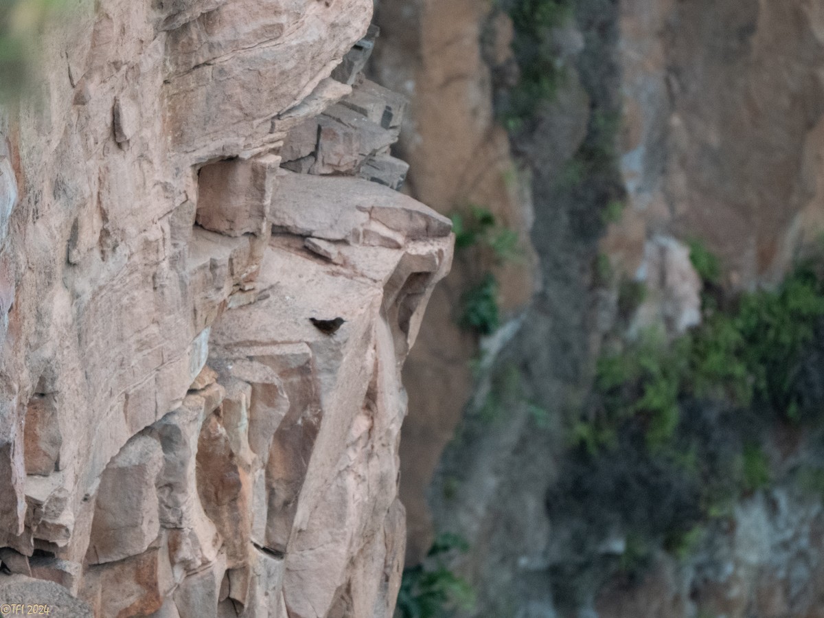 Cliff Flycatcher - ML641199331