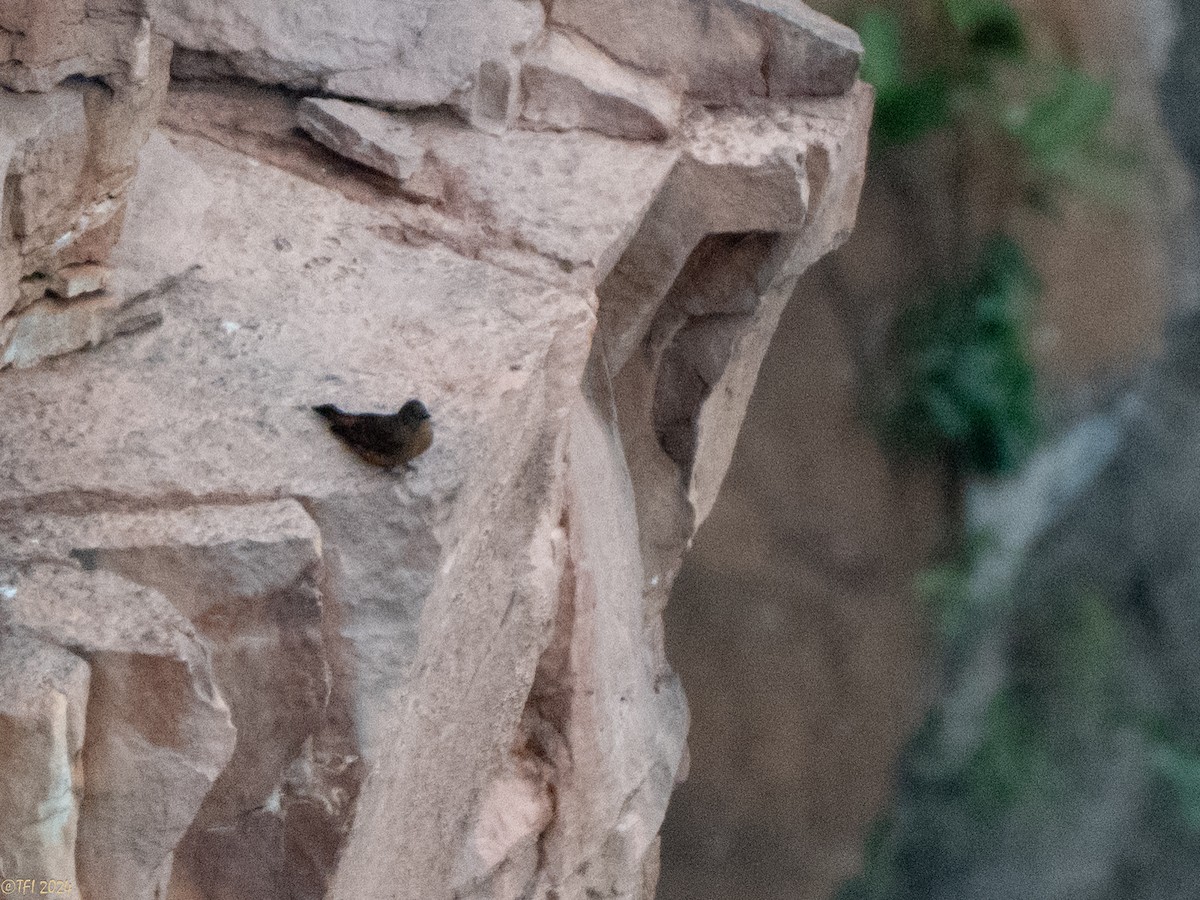 Cliff Flycatcher - ML641199334