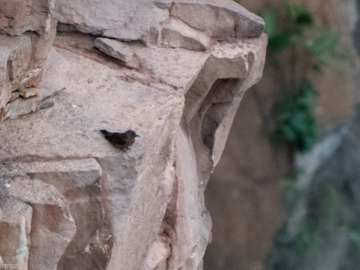 Cliff Flycatcher - ML641199338