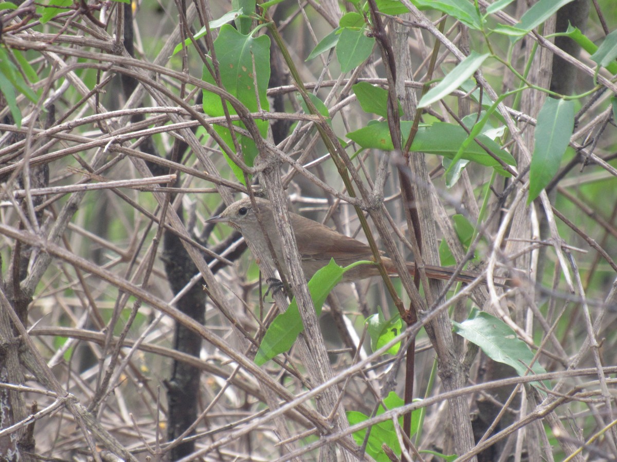 Sharp-billed Canastero - ML641199347