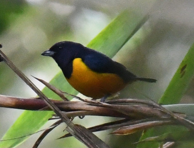 Rufous-bellied Euphonia - ML641199375