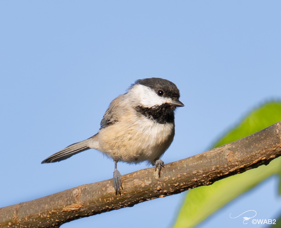 Carolina Chickadee - ML641199398