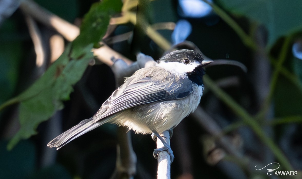 Carolina Chickadee - ML641199399