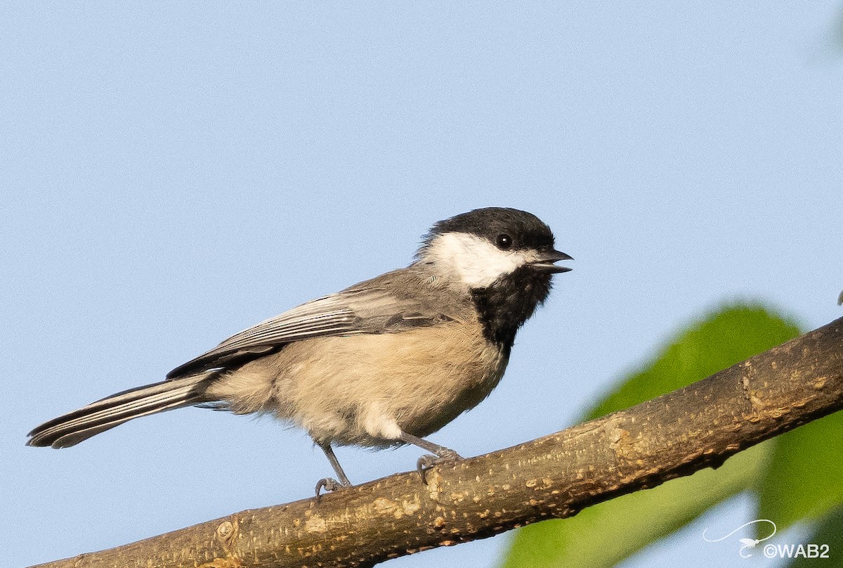 Carolina Chickadee - ML641199400