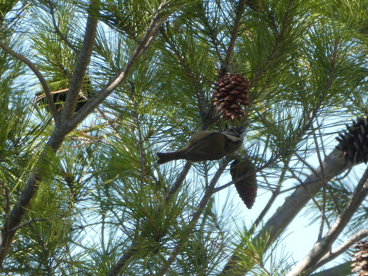 Mésange huppée - ML641199413