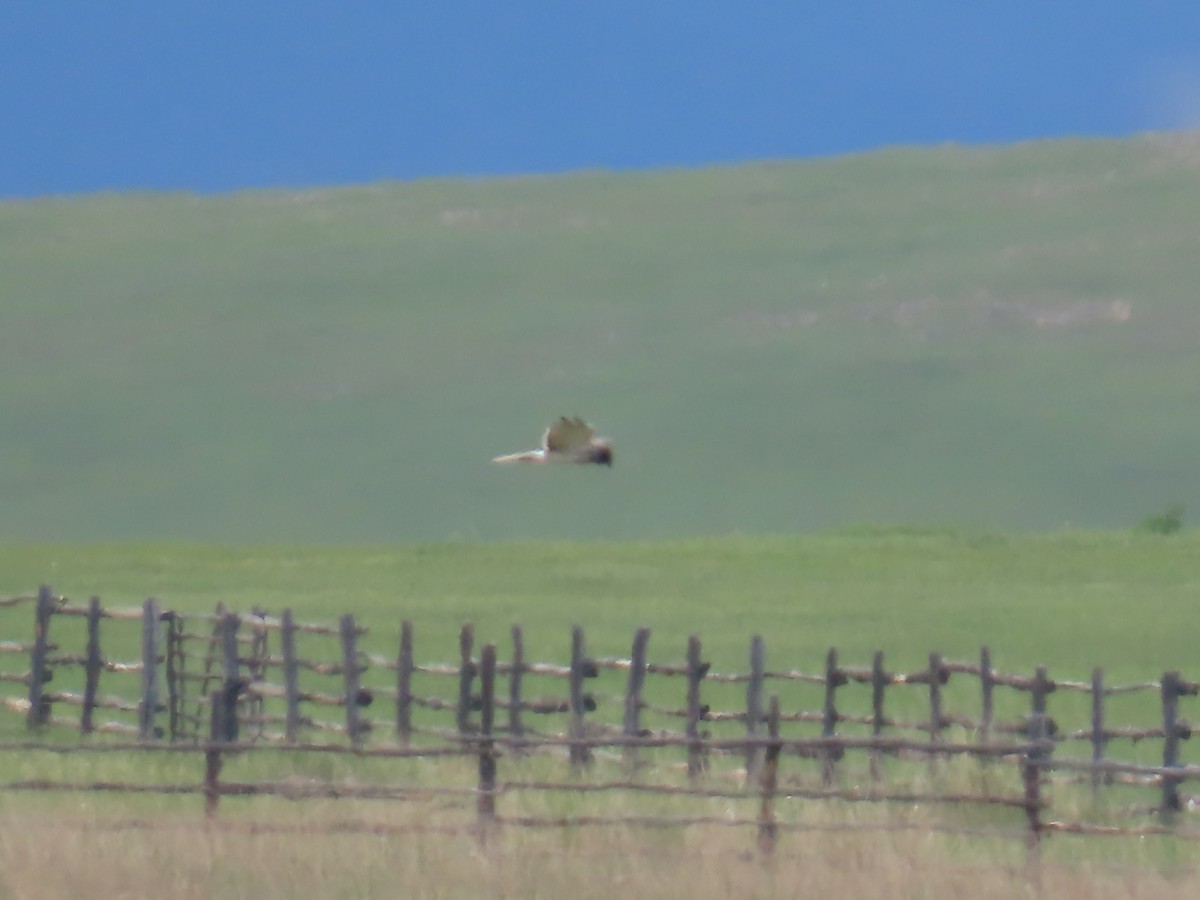 Eastern Marsh Harrier - ML641199456
