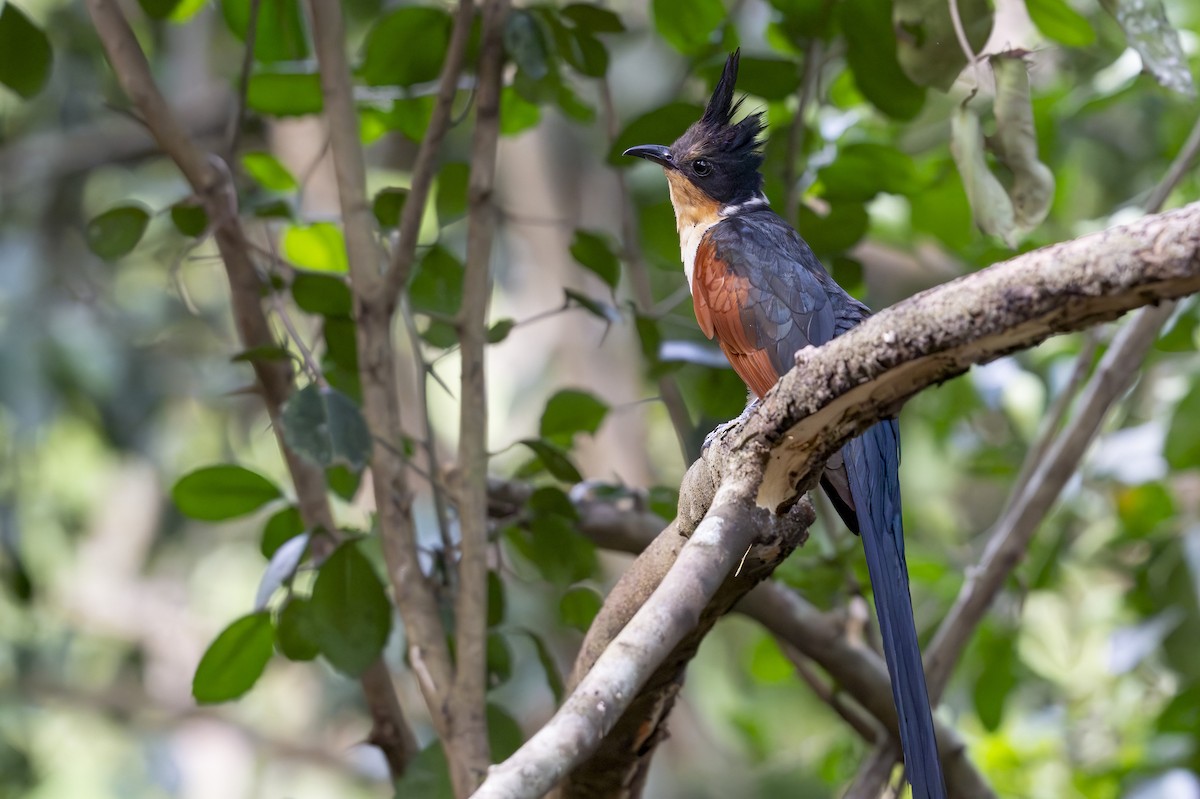 Chestnut-winged Cuckoo - ML641199462