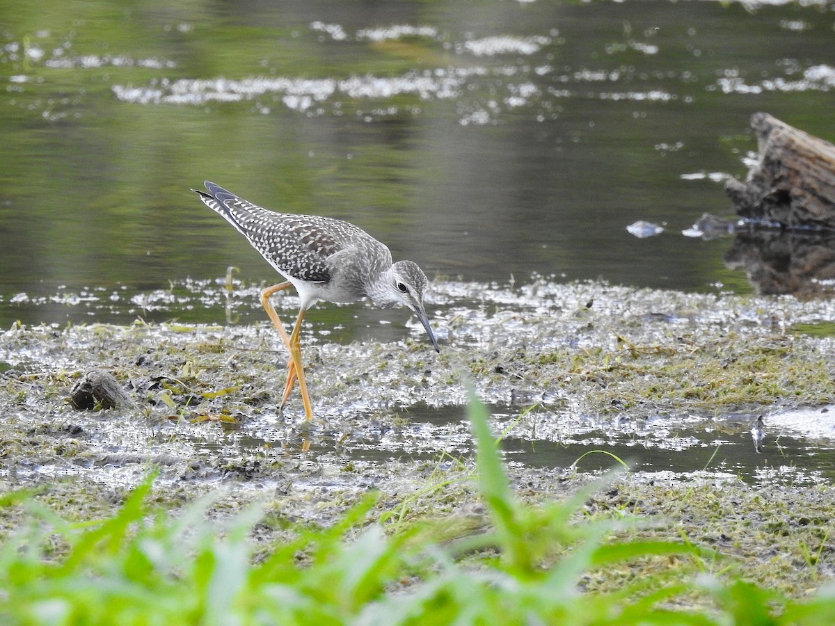 Lesser Yellowlegs - ML641199509