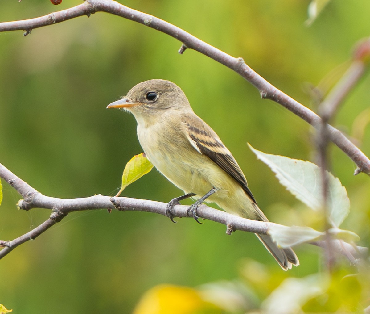 Willow Flycatcher - ML641199526