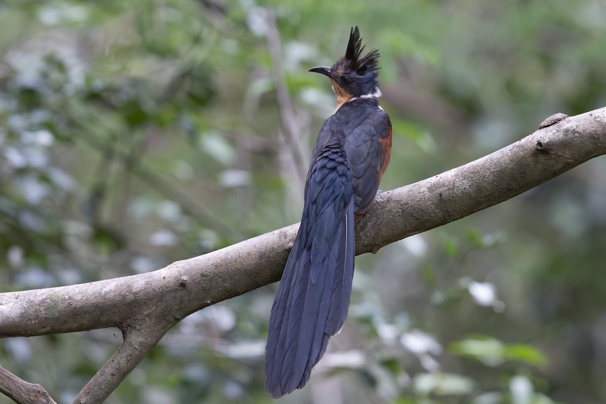 Chestnut-winged Cuckoo - ML641199551