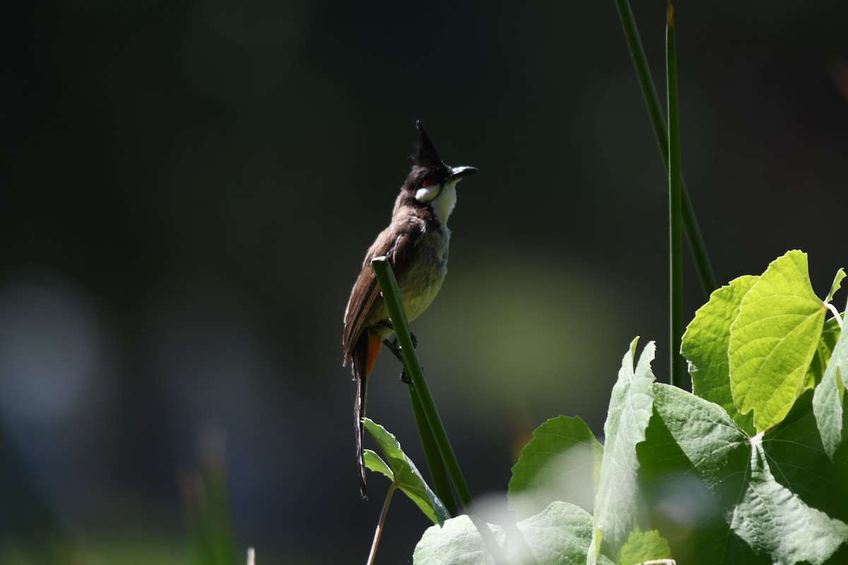 bulbul červenouchý - ML641199564