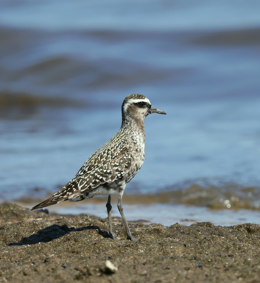 American Golden-Plover - ML641199603