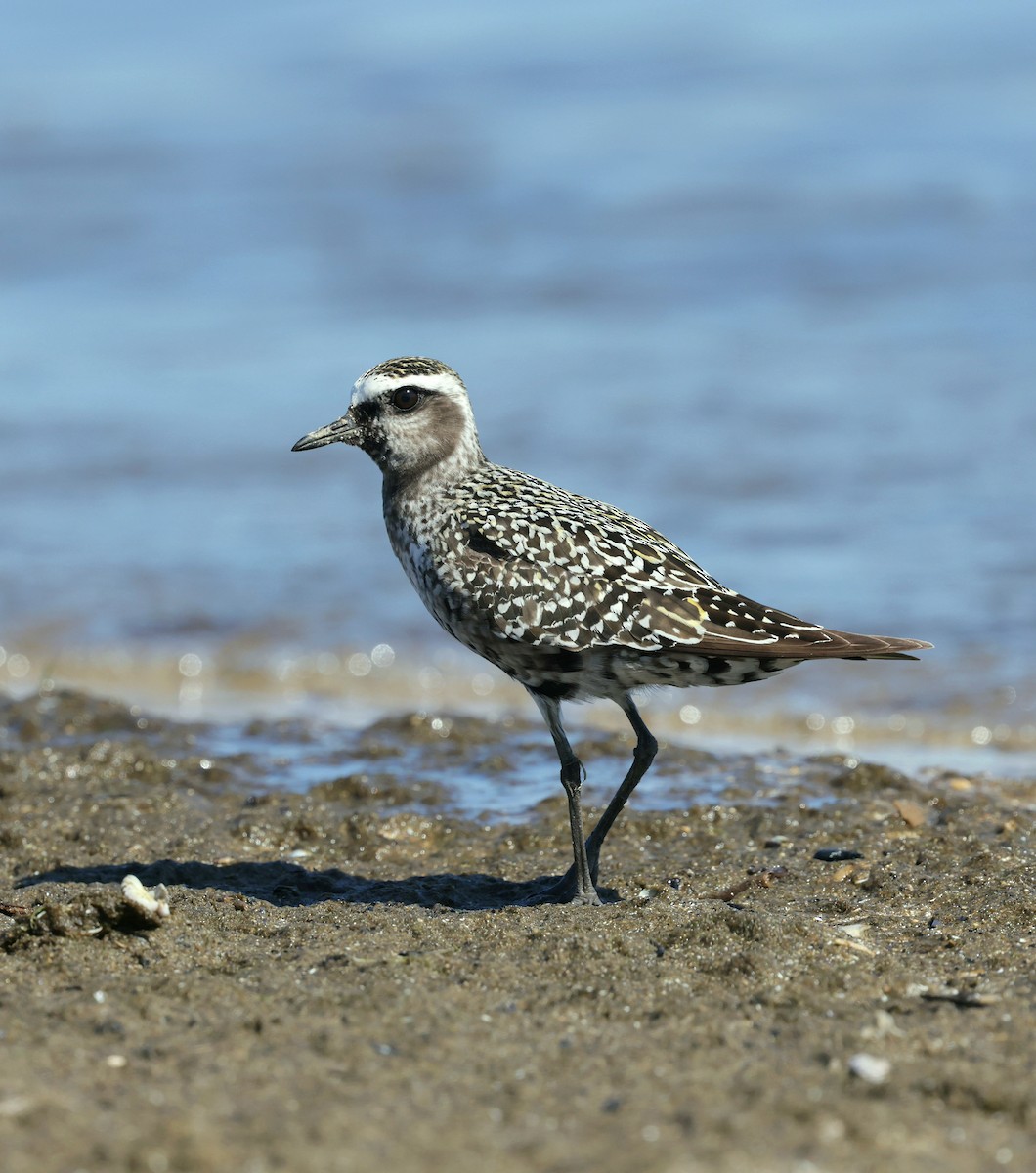 American Golden-Plover - ML641199615