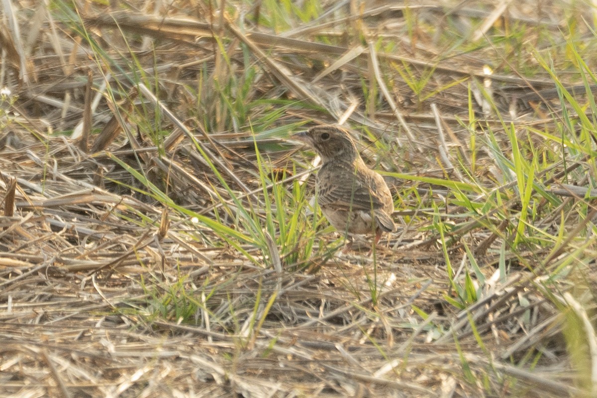 Singing Bushlark - ML641199618