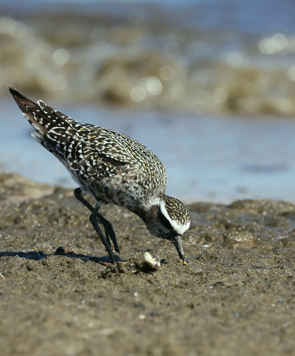 American Golden-Plover - ML641199623