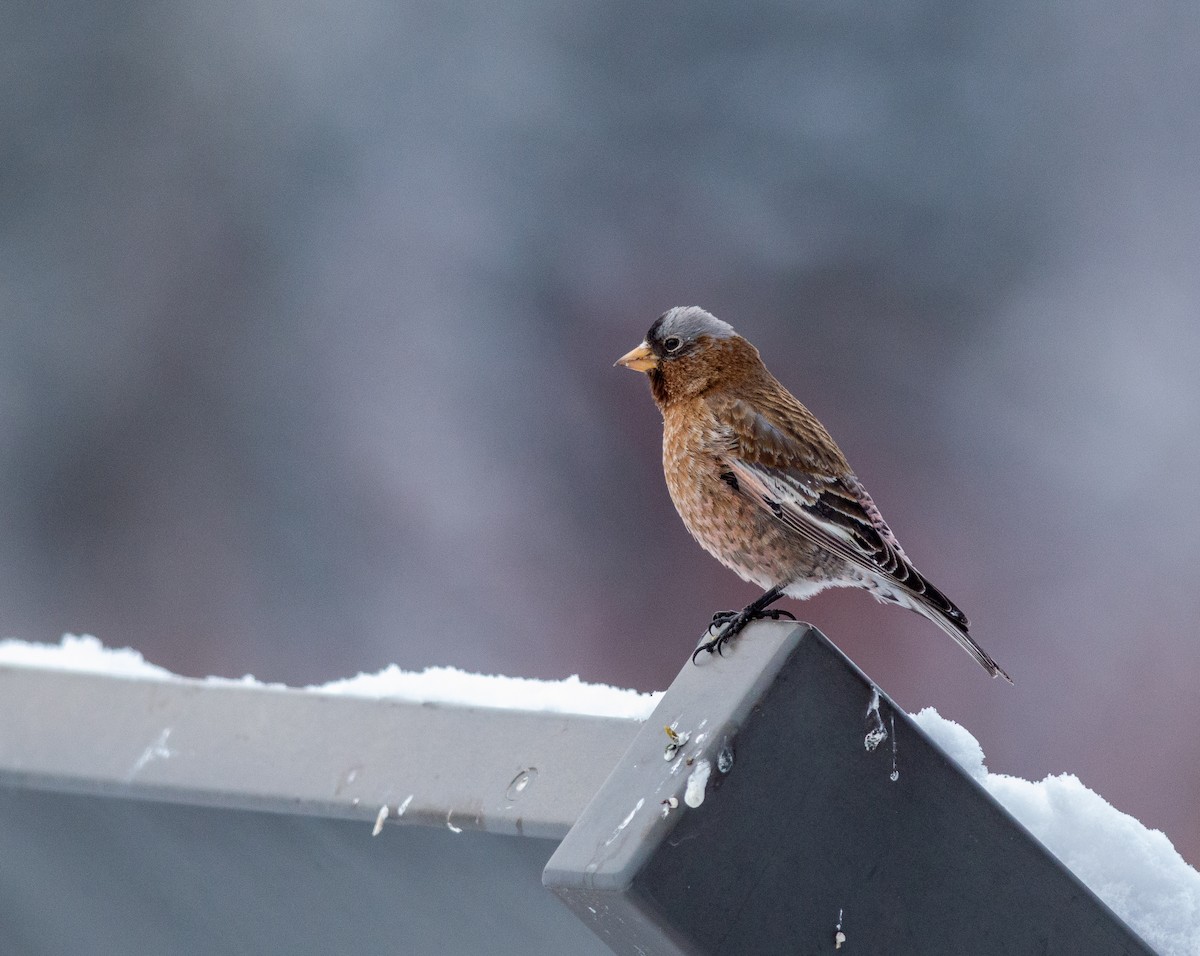 Gray-crowned Rosy-Finch - ML641199640