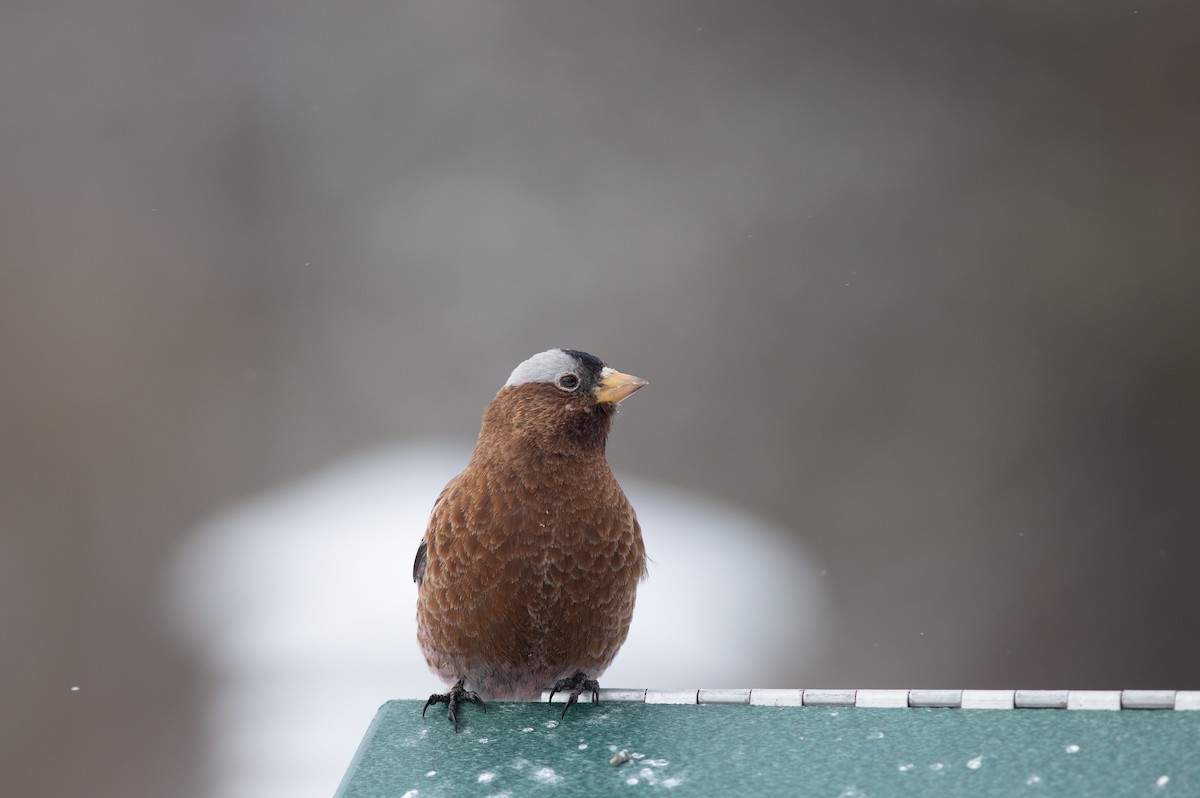 Gray-crowned Rosy-Finch - ML641199641