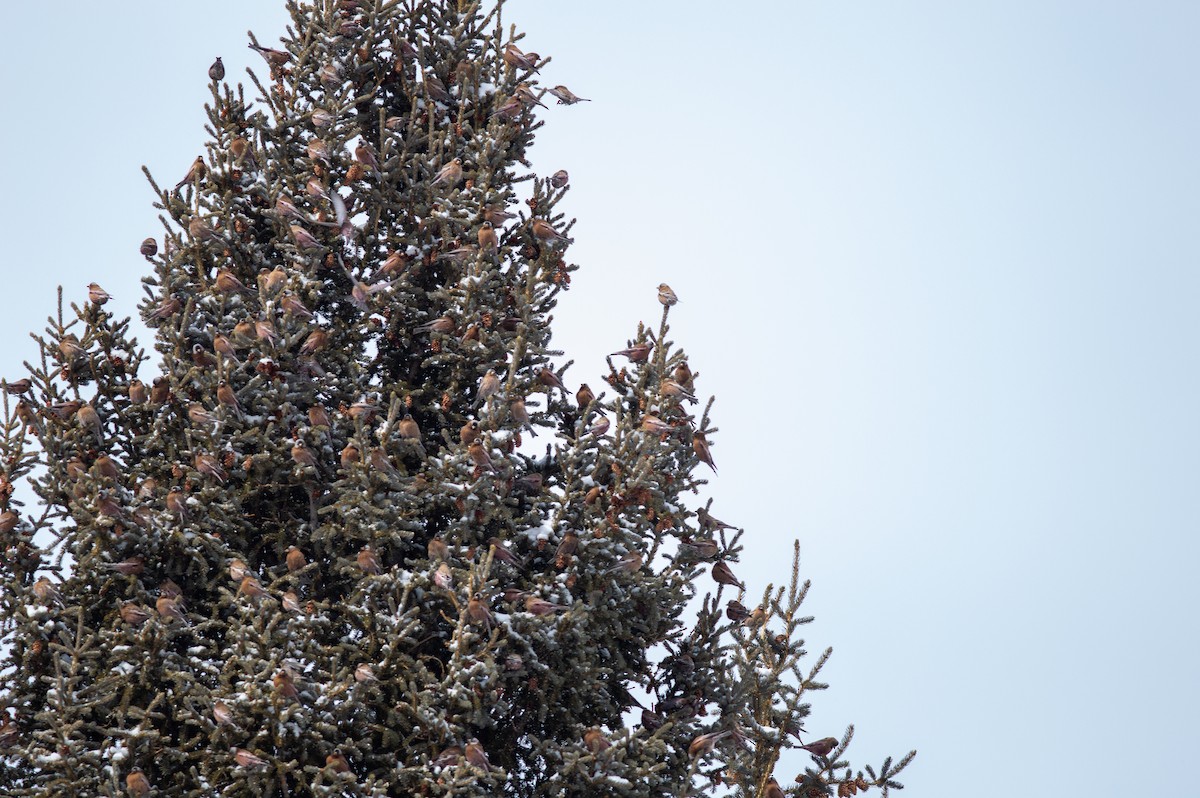 Gray-crowned Rosy-Finch - ML641199642