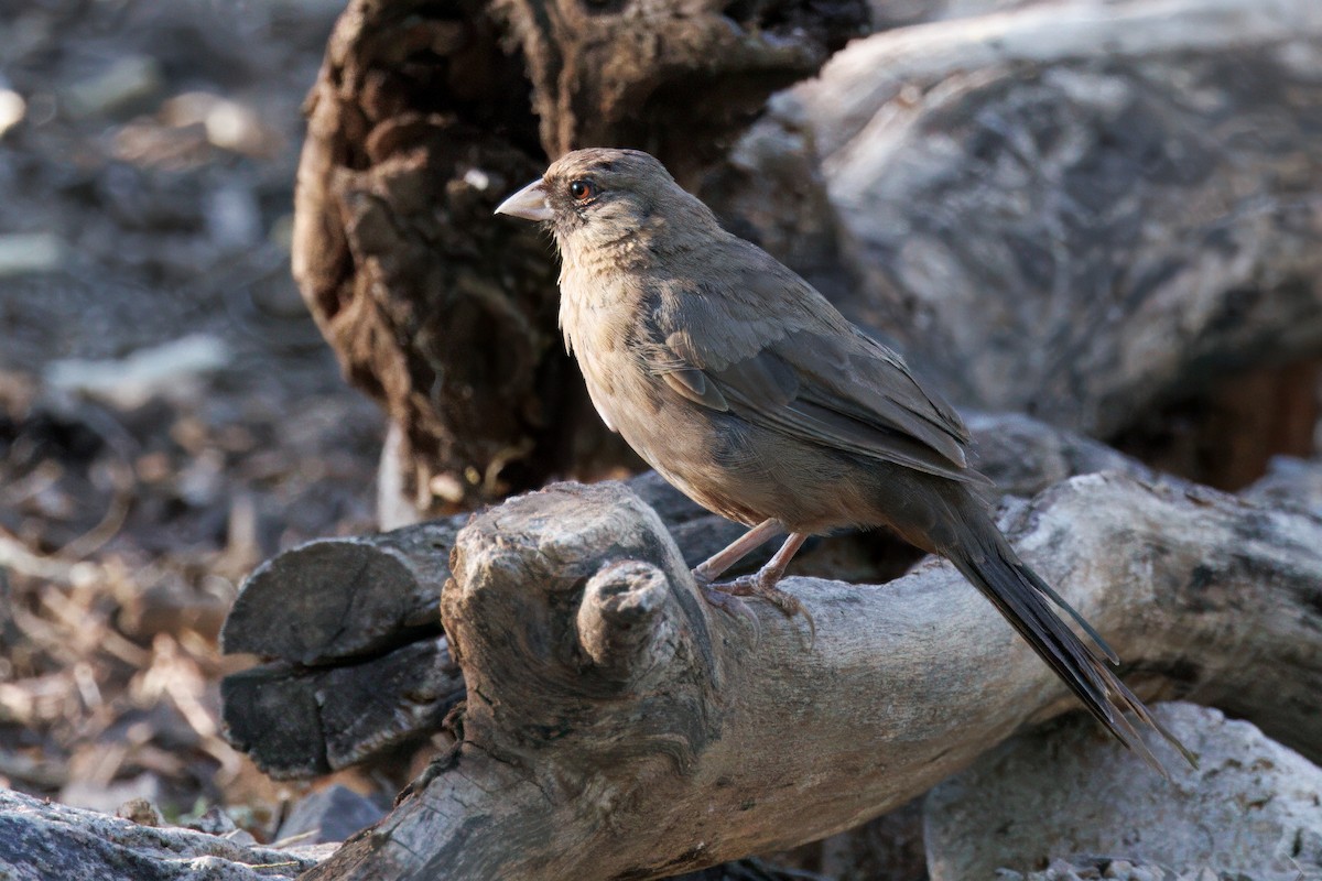 Abert's Towhee - ML641199653