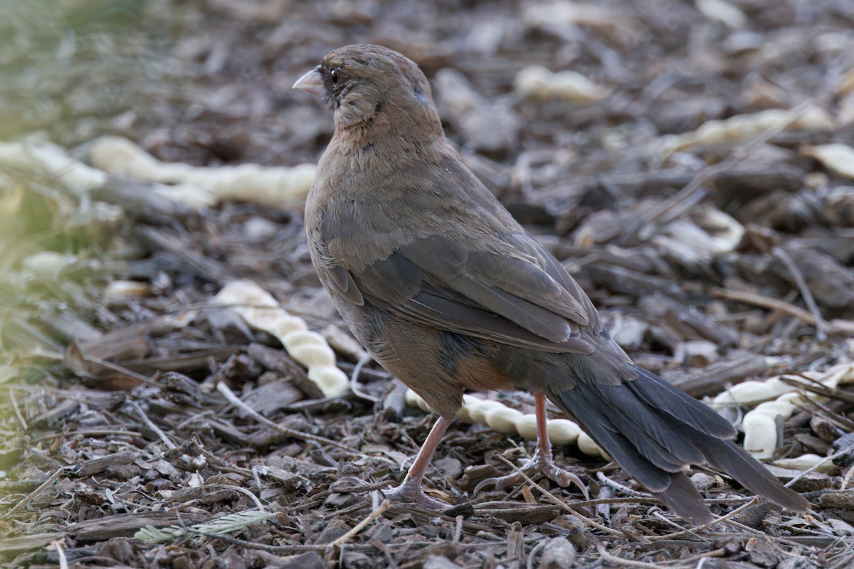 Abert's Towhee - ML641199654