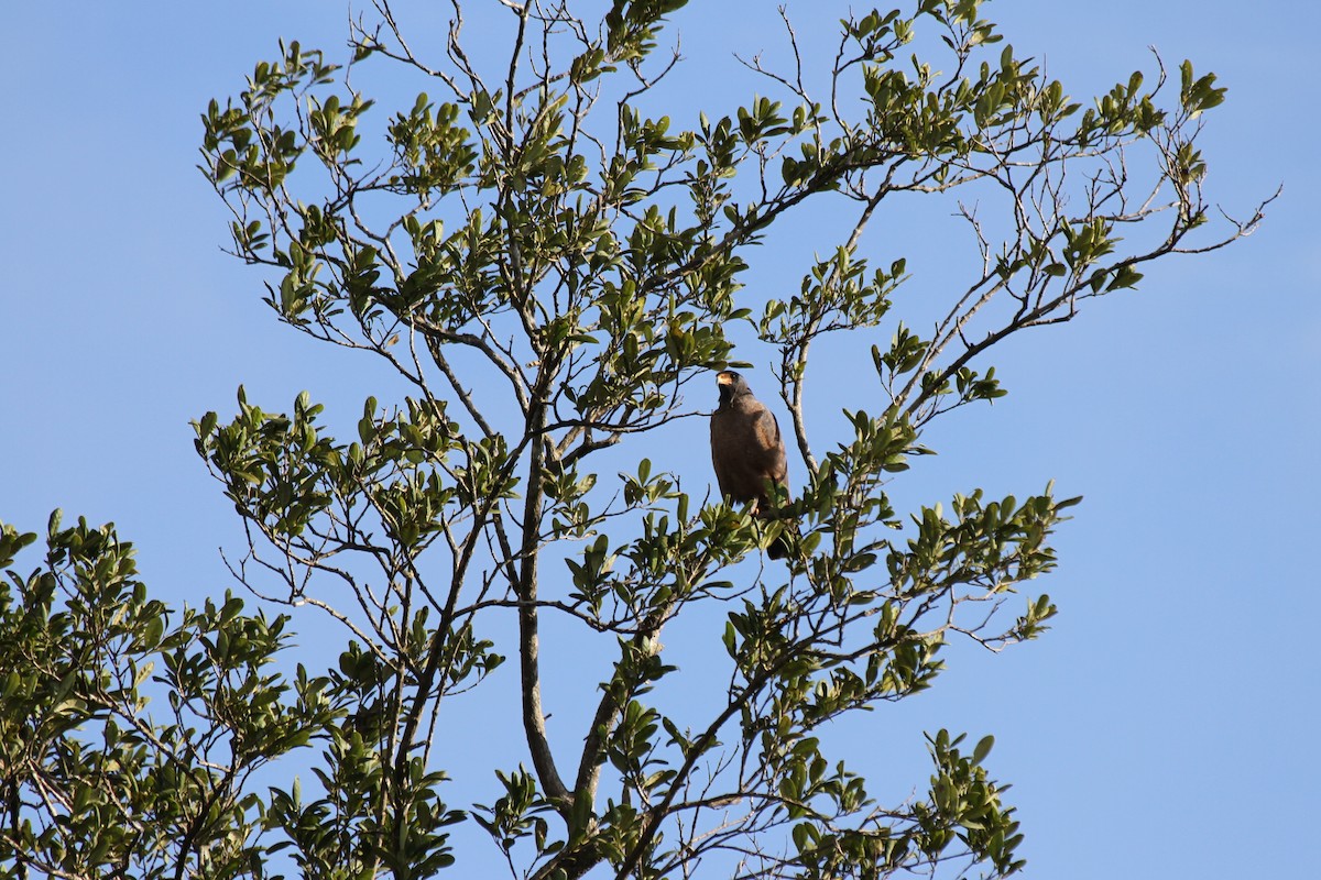 Rufous Crab Hawk - ML641199657
