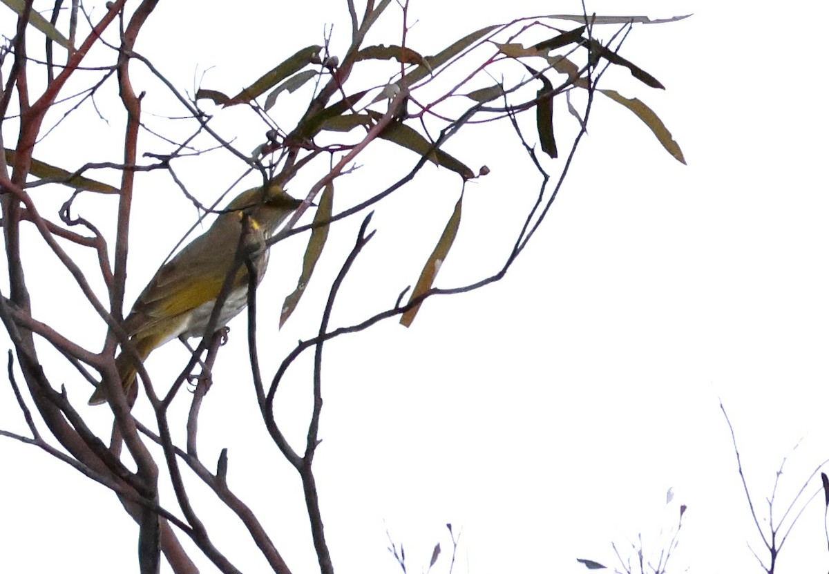 Yellow-plumed Honeyeater - ML641199664