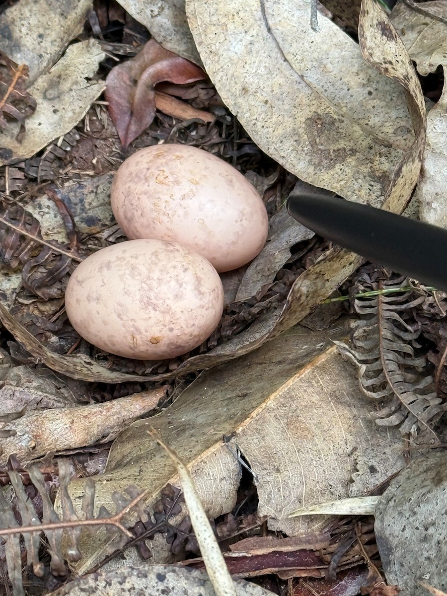 Large-tailed Nightjar - ML641199673