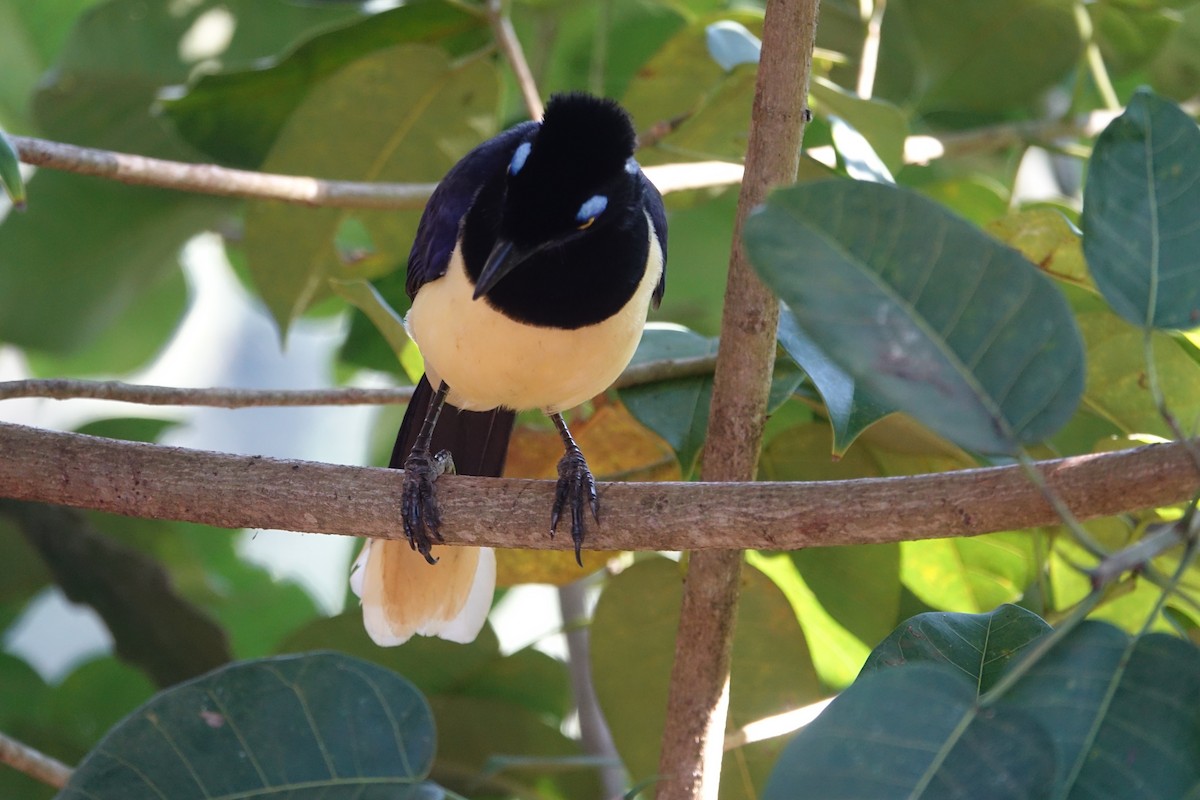 Plush-crested Jay - ML641199746