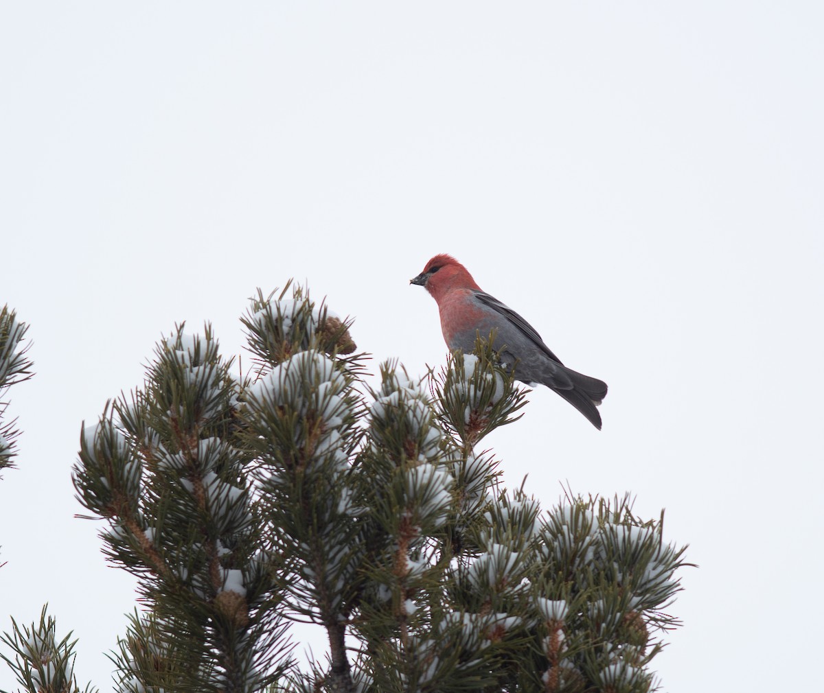 Pine Grosbeak - ML641199756