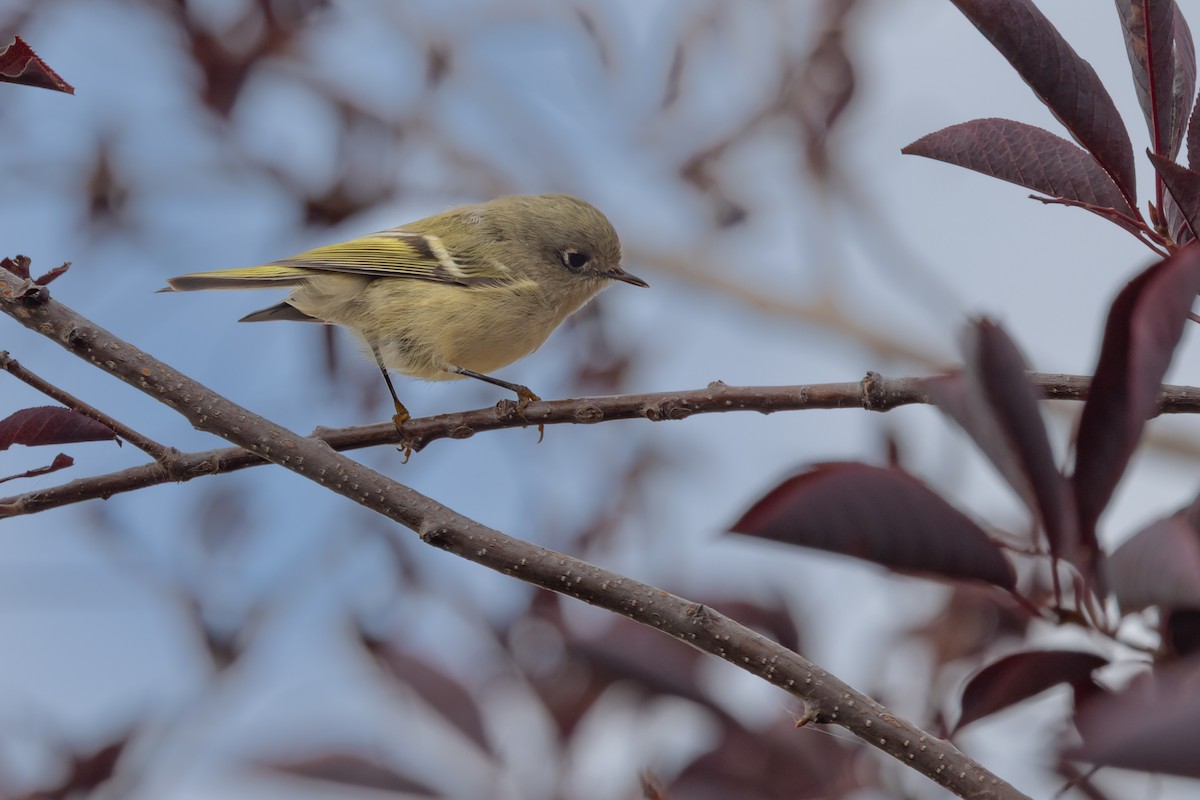 Ruby-crowned Kinglet - ML641199759
