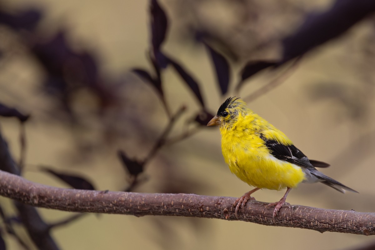American Goldfinch - ML641199768