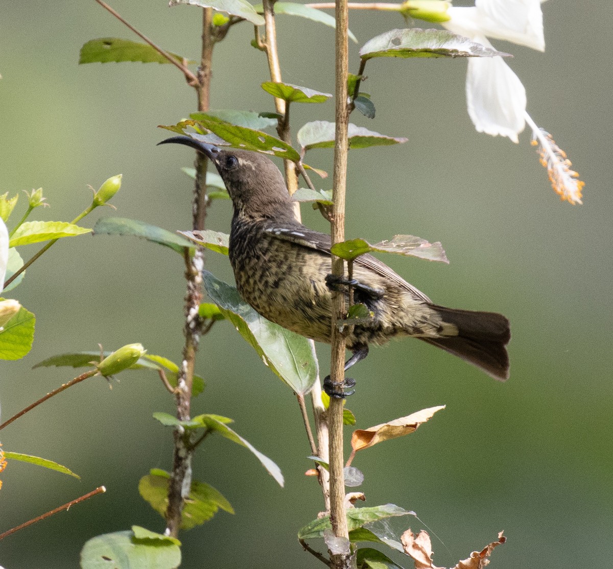 sunbird sp. - ML641199781