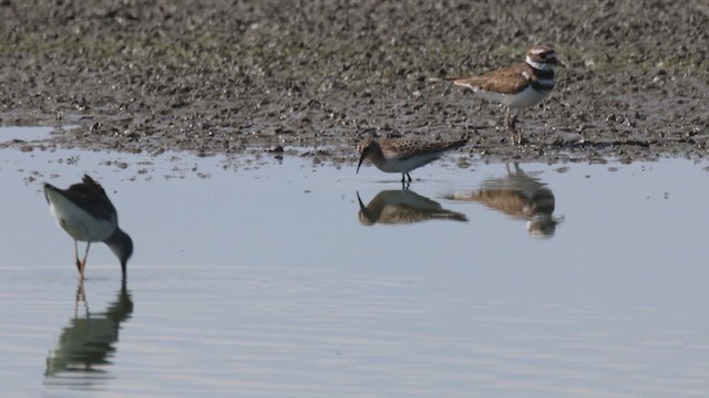 Baird's Sandpiper - ML641199799