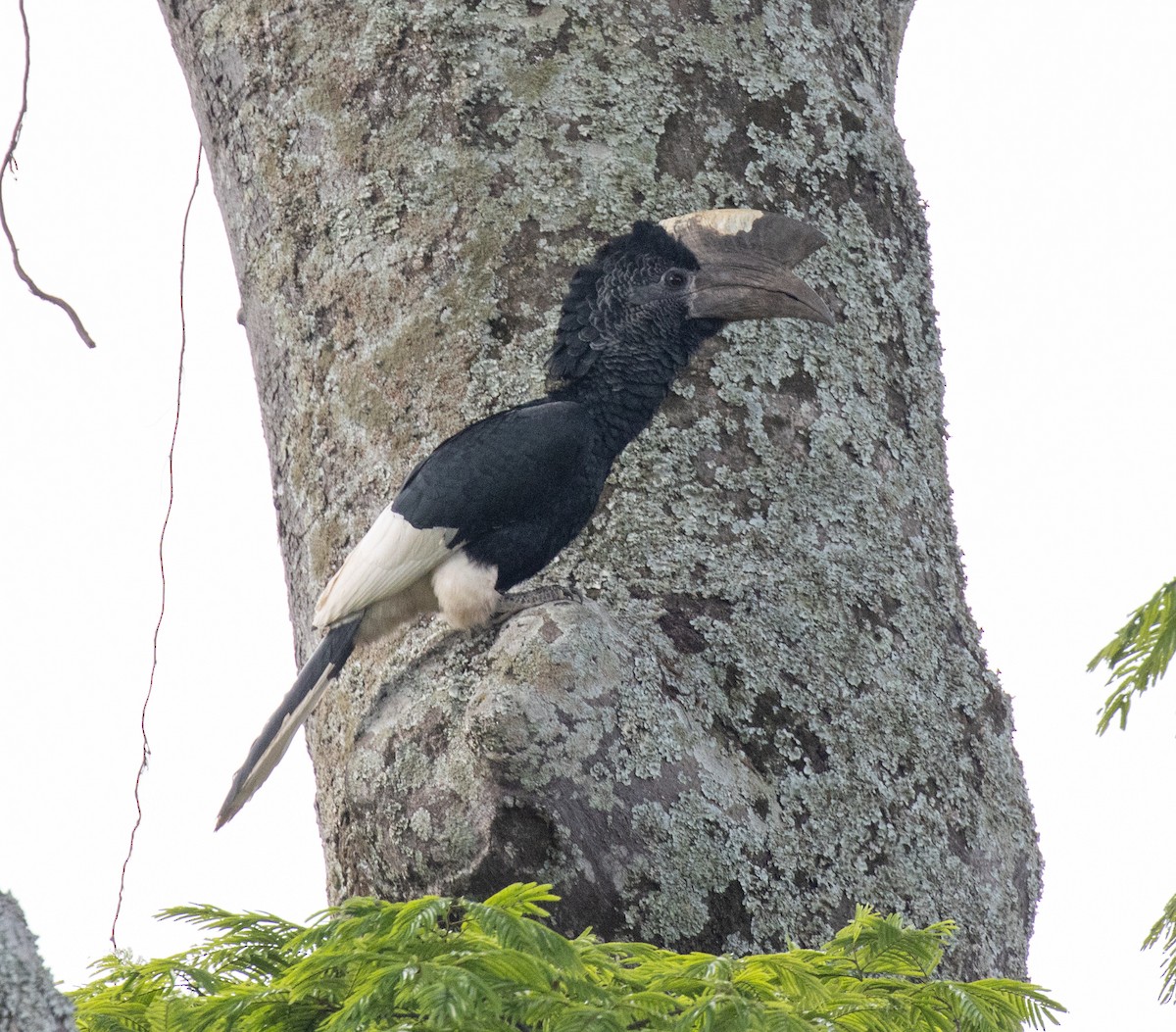 Grauwangen-Hornvogel - ML641199801