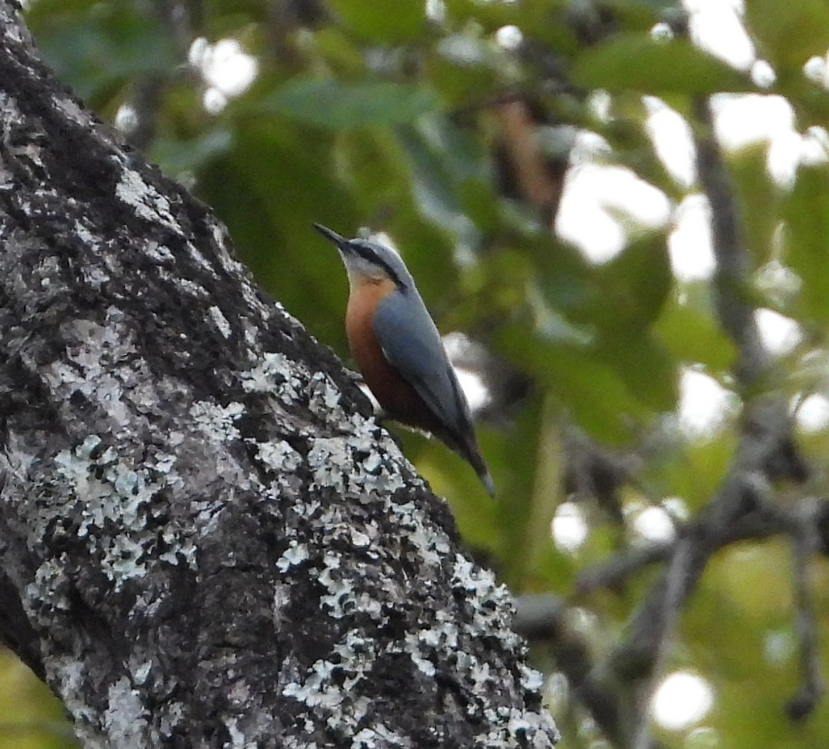 Burmese Nuthatch - ML641199805