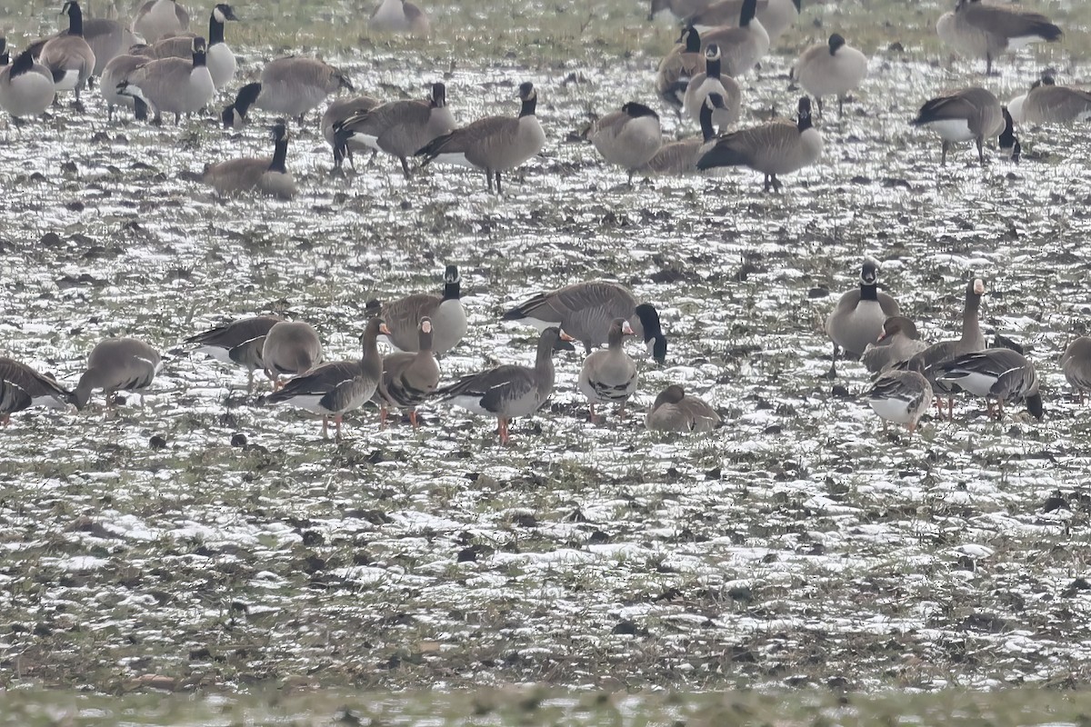 Greater White-fronted Goose - ML641199809